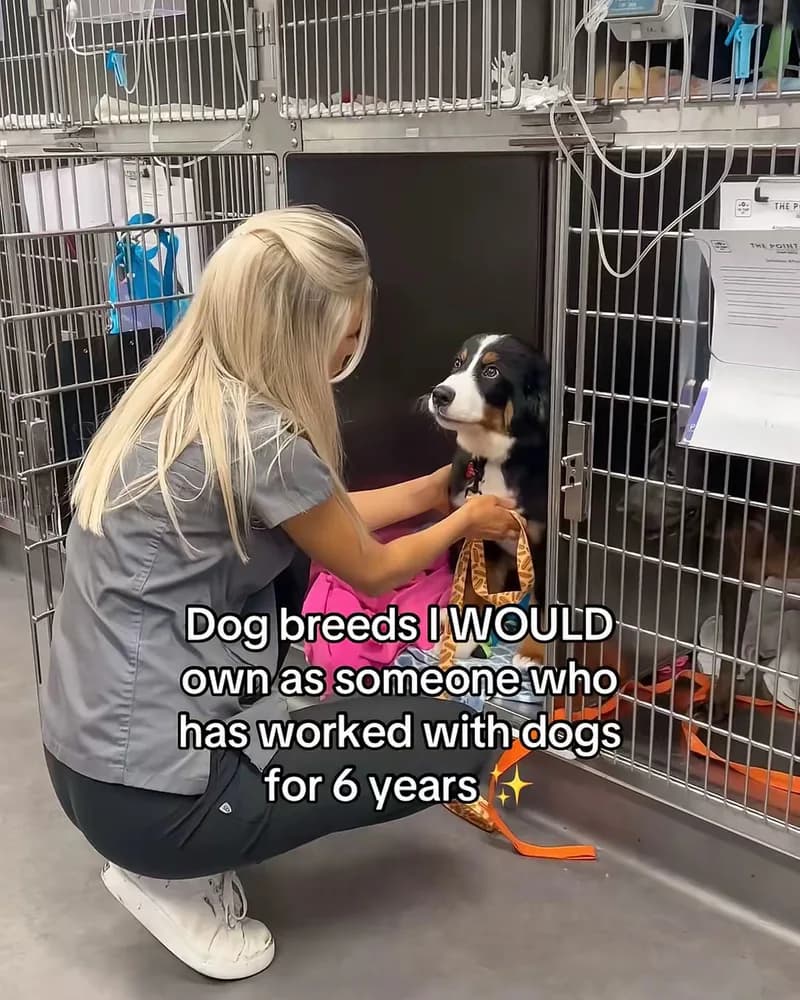 Viral Pets post, 2.4M views