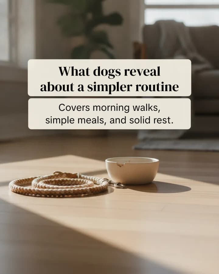 leash and bowl inspiration
