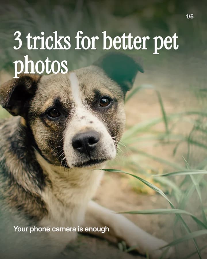 Slide 1: 3 tricks for better pet photos Your phone camera is enough