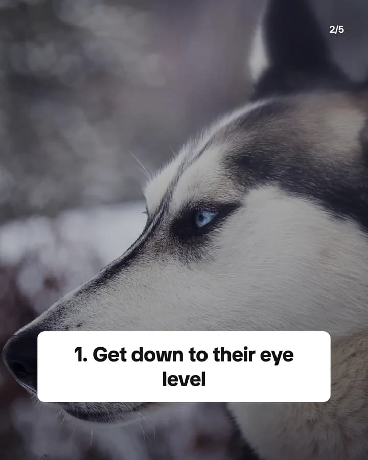 Slide 2: 1. Get down to their eye level