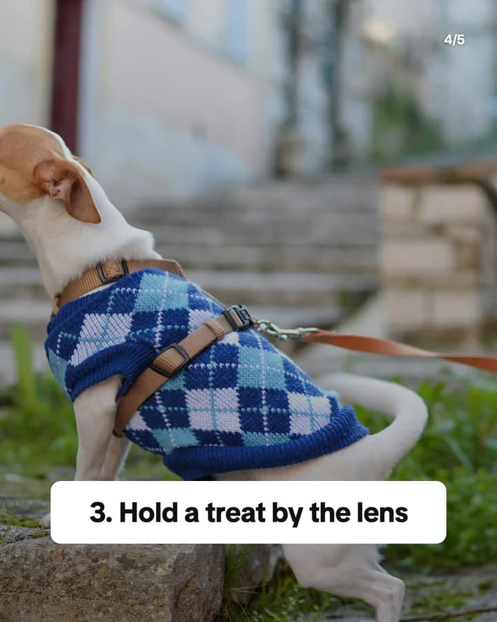 Slide 4: 3. Hold a treat by the lens
