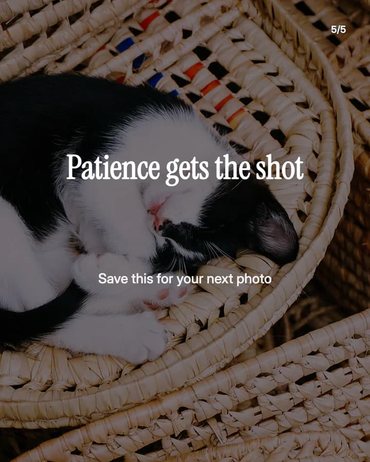 Slide 5: Patience gets the shot Save this for your next photo