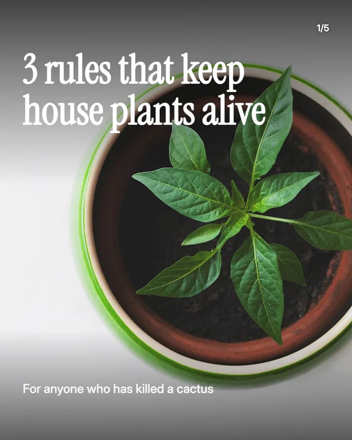 Slide 1: 3 rules that keep house plants alive For anyone who has killed a cactus