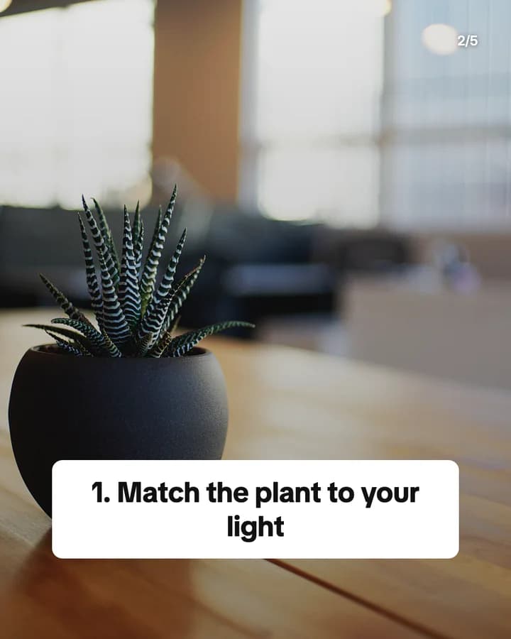 Slide 2: 1. Match the plant to your light