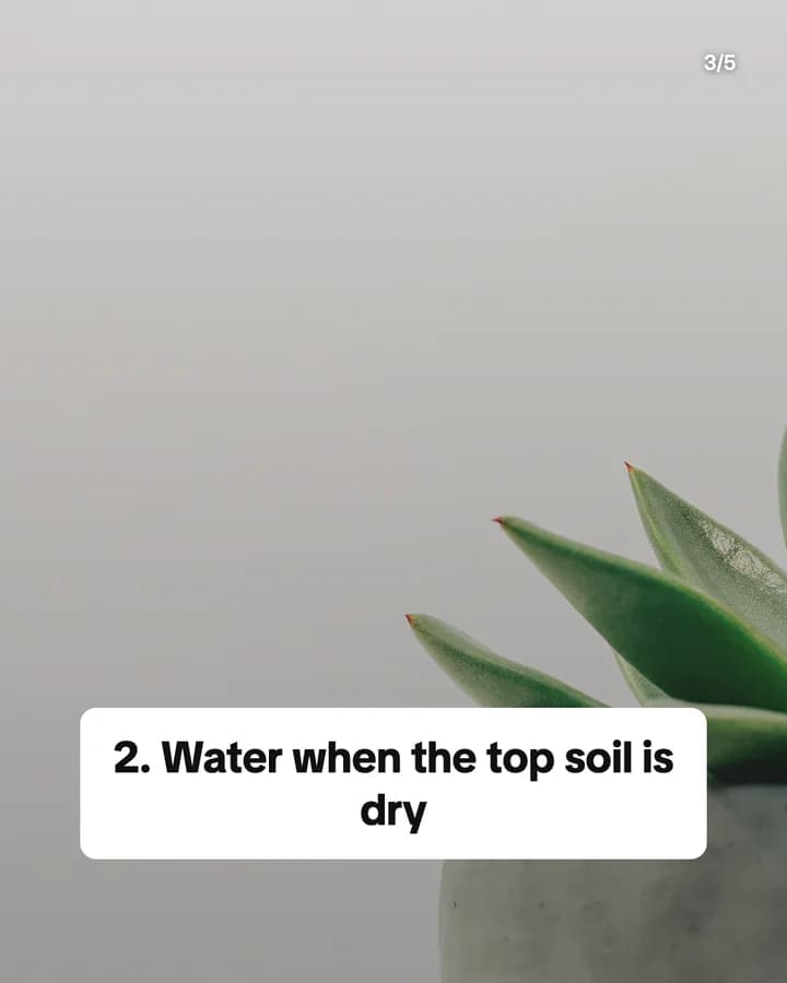 Slide 3: 2. Water when the top soil is dry