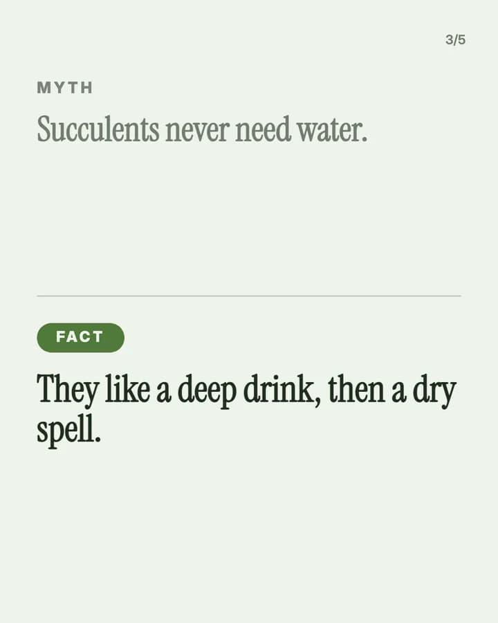Slide 3: Myth: Succulents never need water. Fact: They like a deep drink, then a dry spell.