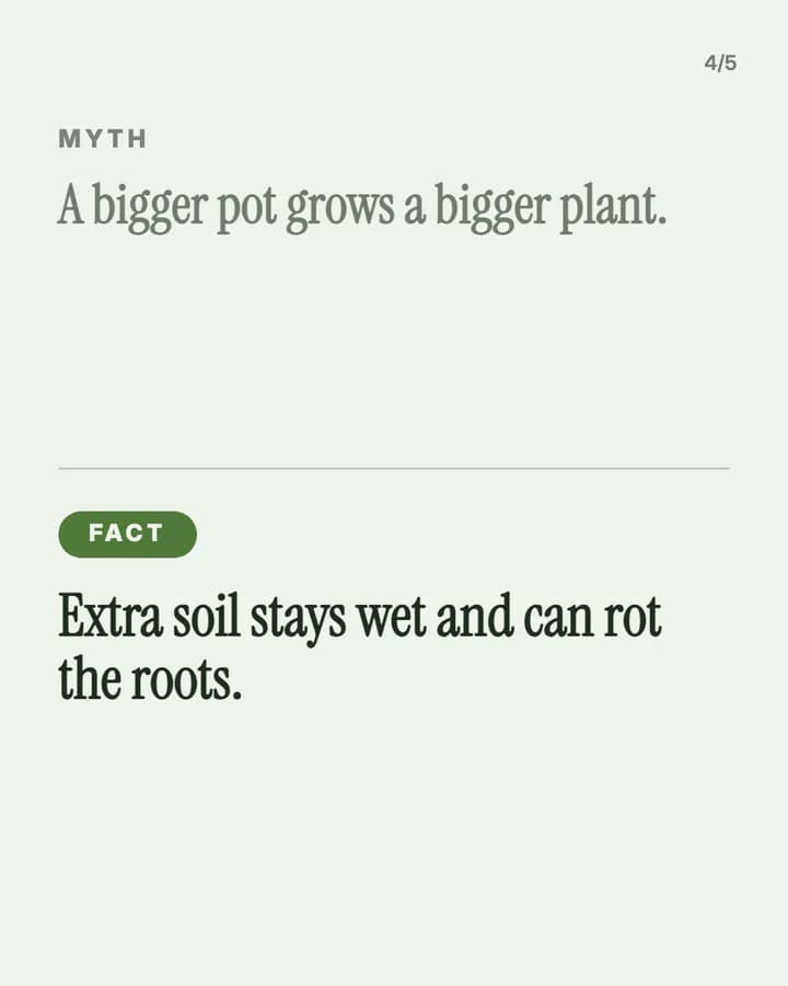 Slide 4: Myth: A bigger pot grows a bigger plant. Fact: Extra soil stays wet and can rot the roots.